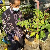 Kreativitas Siswa, Manfaatkan Diapers Sebagai Media Tanam