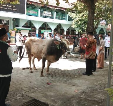 Kakankemenag Klaten Pantau Penyembelihan Hewan Qurban