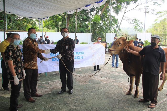 Kemenag Banjarnegara Salurkan 3 Kurban Sapi