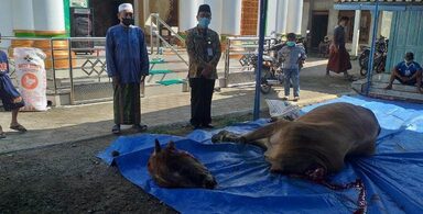 Kakankemenag Pati Pantau Penyembelihan Hewan Kurban