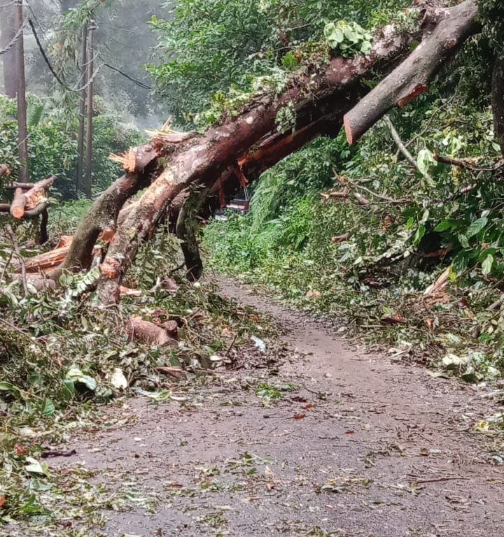 Pohon Besar Melintang Hambat Aktifitas Pelayanan KUA