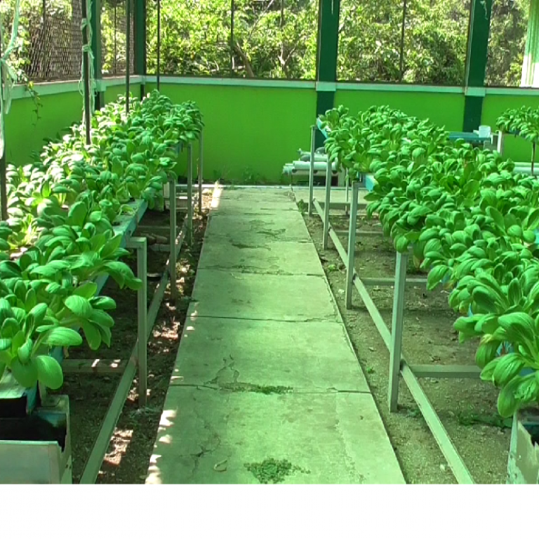 Optimalisasi Lahan Terbatas dengan Memanfaatkan Teknologi Pertanian Modern