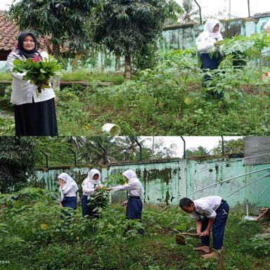 Petik Bayam dan Caisim, Siswa MTsN 4 Banjarnegara Panen Perdana Kegiatan Ekstrakurikuler Pertanian