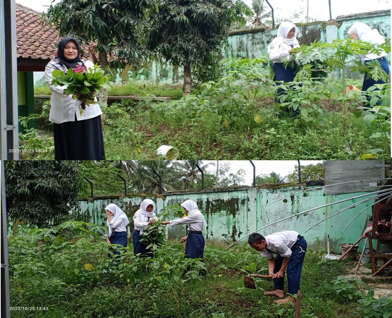 Petik Bayam dan Caisim, Siswa MTsN 4 Banjarnegara Panen Perdana Kegiatan Ekstrakurikuler Pertanian