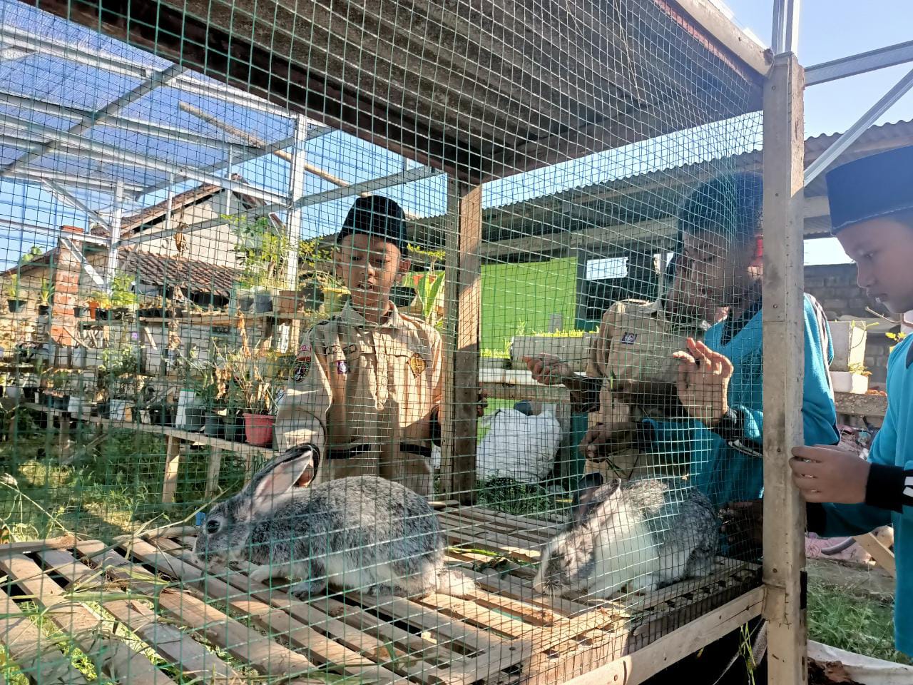 Fun Learning, Siswa MIN 1 Rembang Belajar Beternak Kelinci