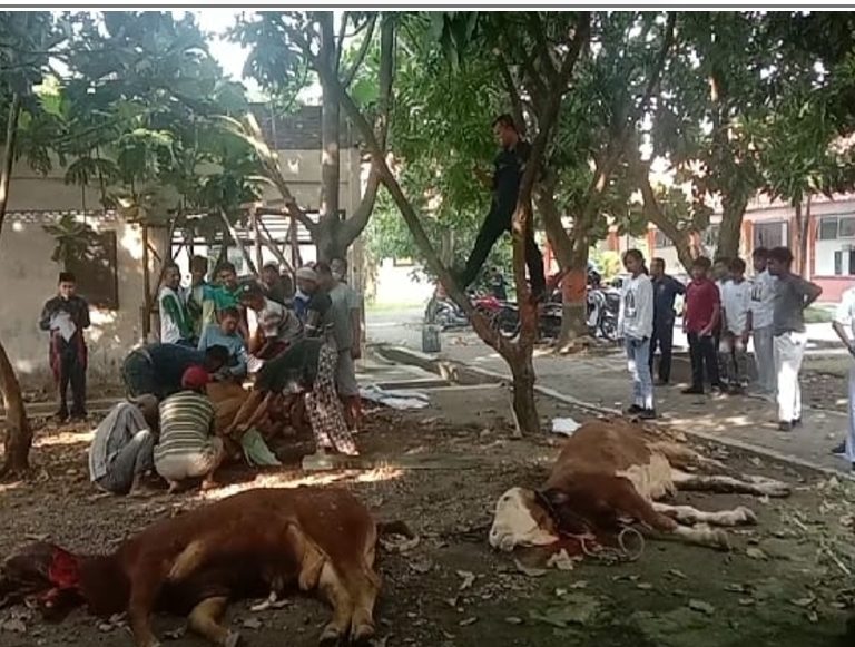 Guru PAI SMPN 14 Semarang Dampingi Prosesi Penyembelihan Hewan Kurban